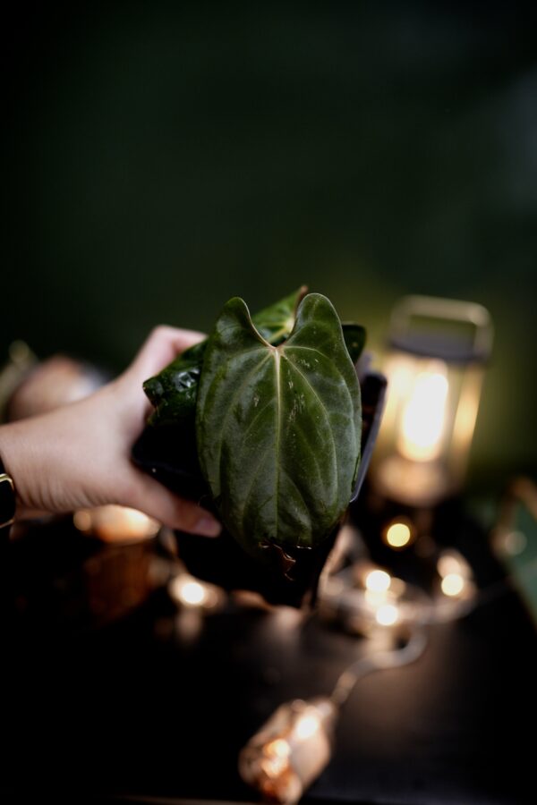 Anthurium Papillilaminum Clone - Image 3