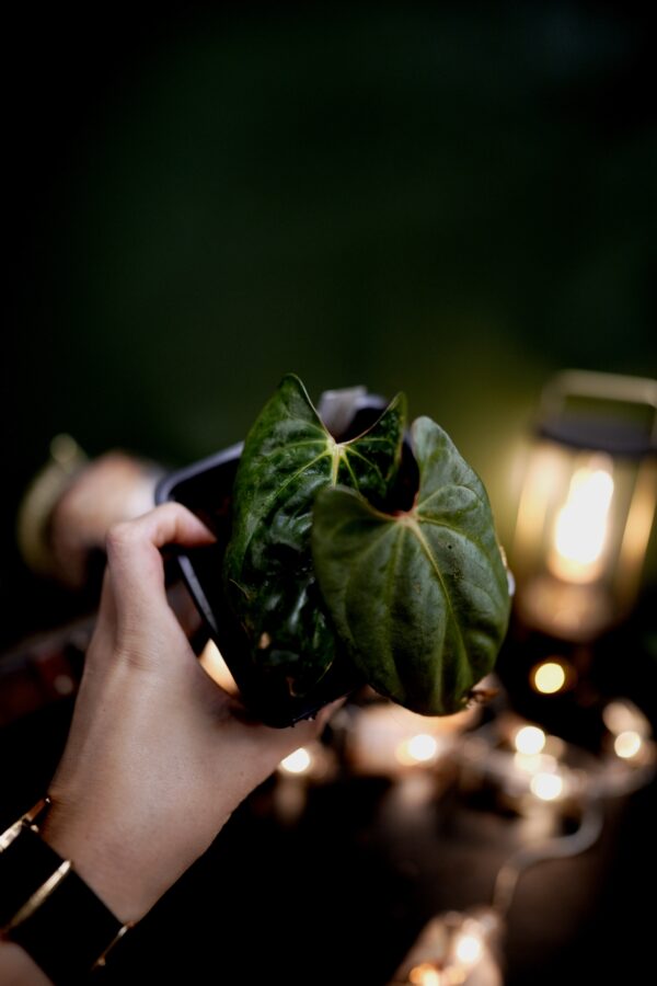 Anthurium Papillilaminum Clone - Image 2