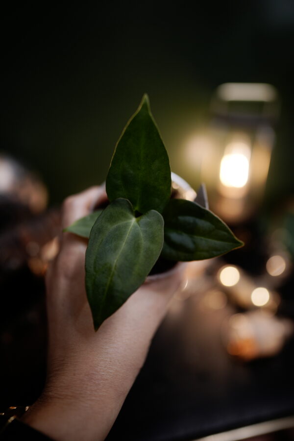 Anthurium Papillilaminum