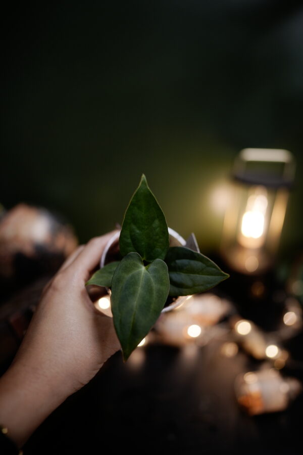 Anthurium Papillilaminum - Image 3