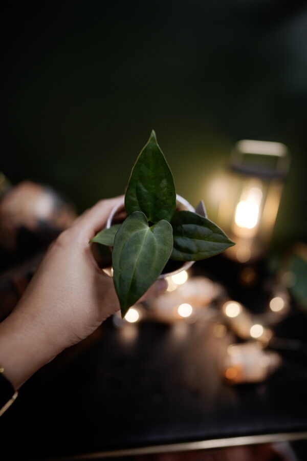 Anthurium Papillilaminum - Image 4