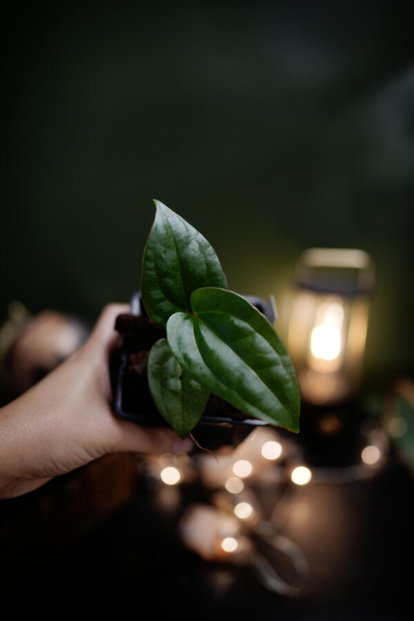 Anthurium Carlablackiae x X Luxurians