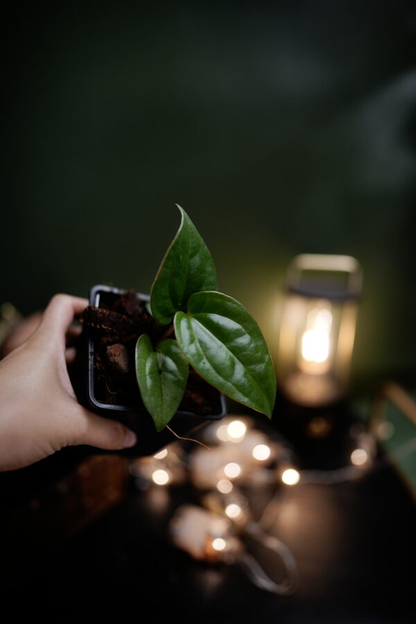 Anthurium Carlablackiae x X Luxurians - Image 2