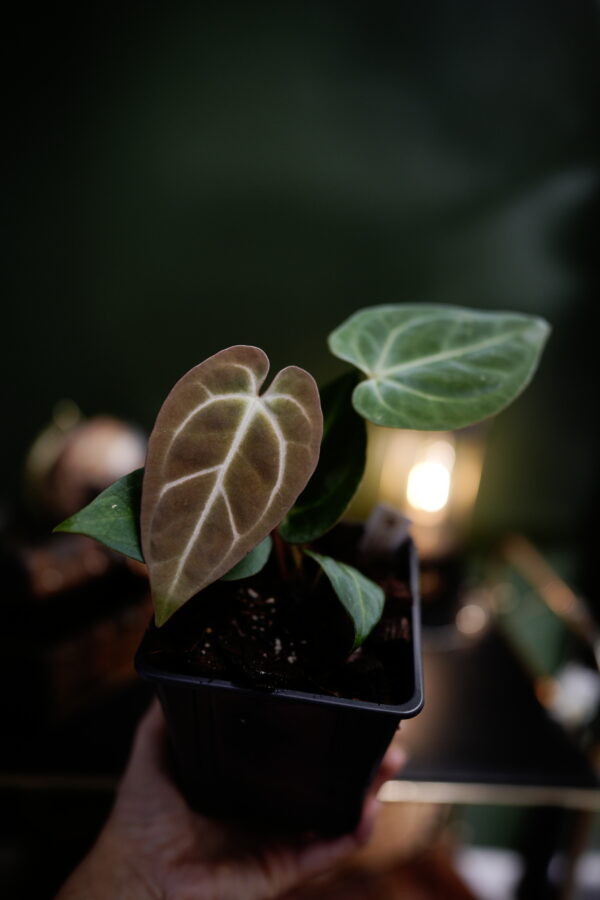Anthurium Black Besseae Aff x Carlablackiae C1