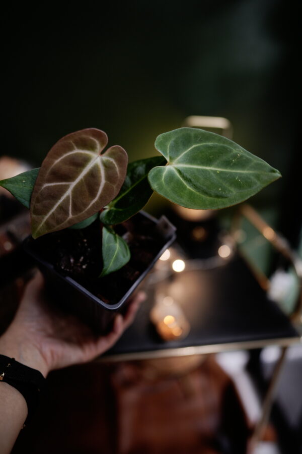 Anthurium Black Besseae Aff x Carlablackiae C1 - Image 2