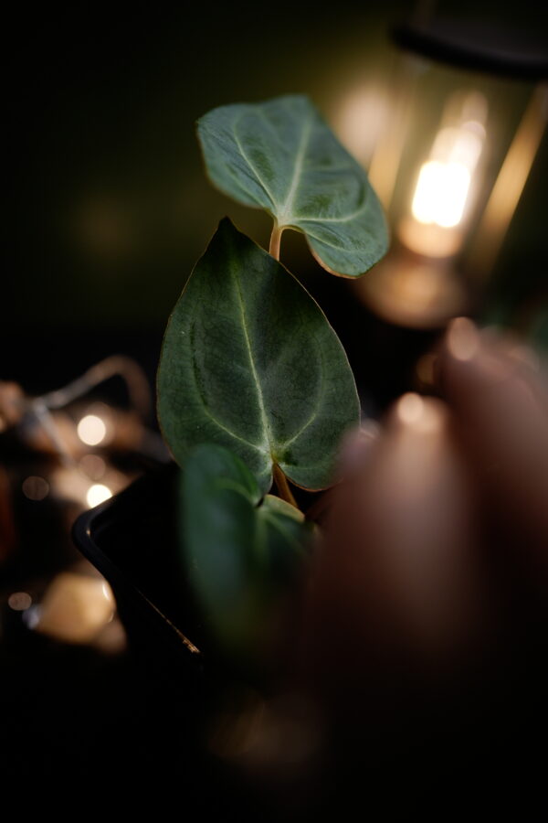 Anthurium Black Besseae Aff x Carlablackiae C1 - Image 3