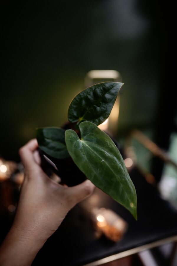 Anthurium Papillilaminum x BVEP