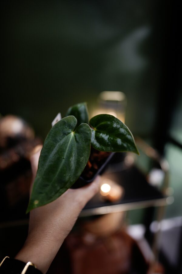 Anthurium Papillilaminum x BVEP - Image 3