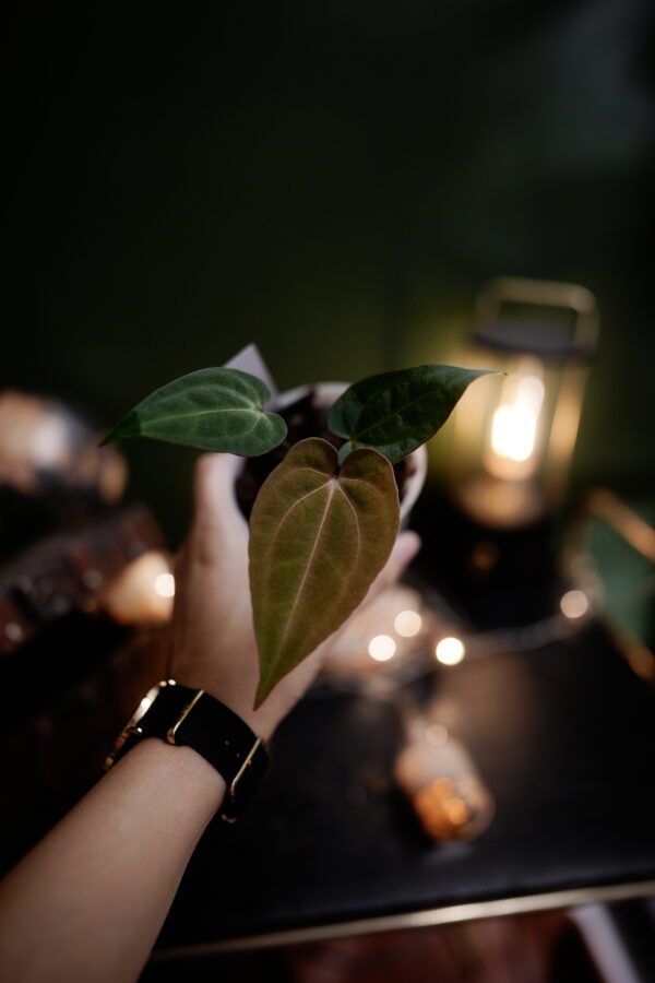 Anthurium Crystal Mag (pink sinus) x Rg Dress Carla BVEP – Image 2