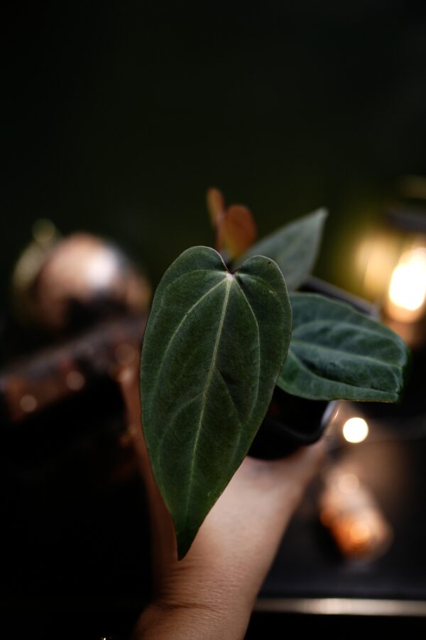 Anthurium Crystal Mag (pink sinus) x Rg Dress Carla BVEP - Image 2