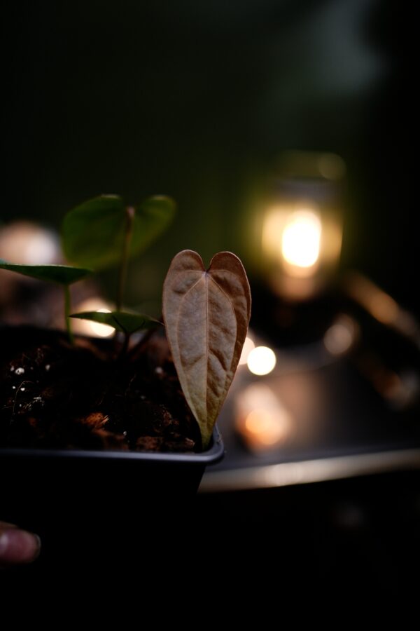Anthurium Crystal Mag (pink sinus) x Rg Dress Carla BVEP - Image 3