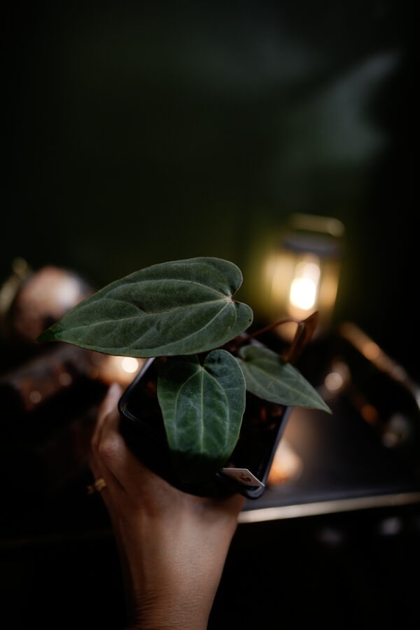 Anthurium Crystal Mag (pink sinus) x Rg Dress Carla BVEP - Image 4
