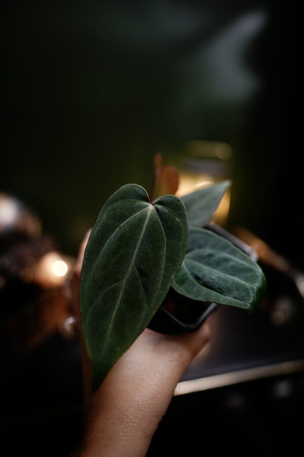 Anthurium Crystal Mag (pink sinus) x Rg Dress Carla BVEP - Image 5