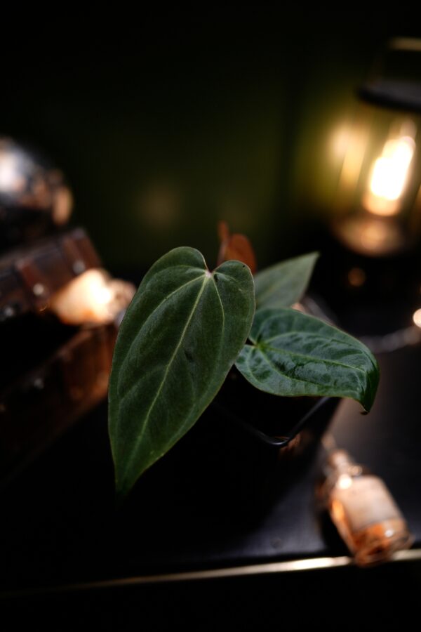 Anthurium Crystal Mag (pink sinus) x Rg Dress Carla BVEP