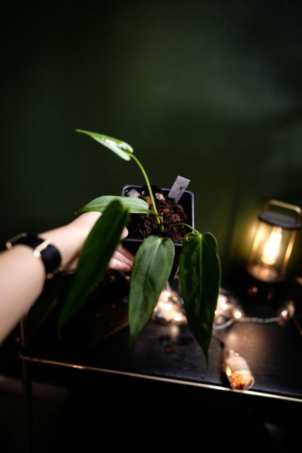 Anthurium Black Besseae Aff x Warocqueanum Esmeralda (Wide Ears) – Image 4