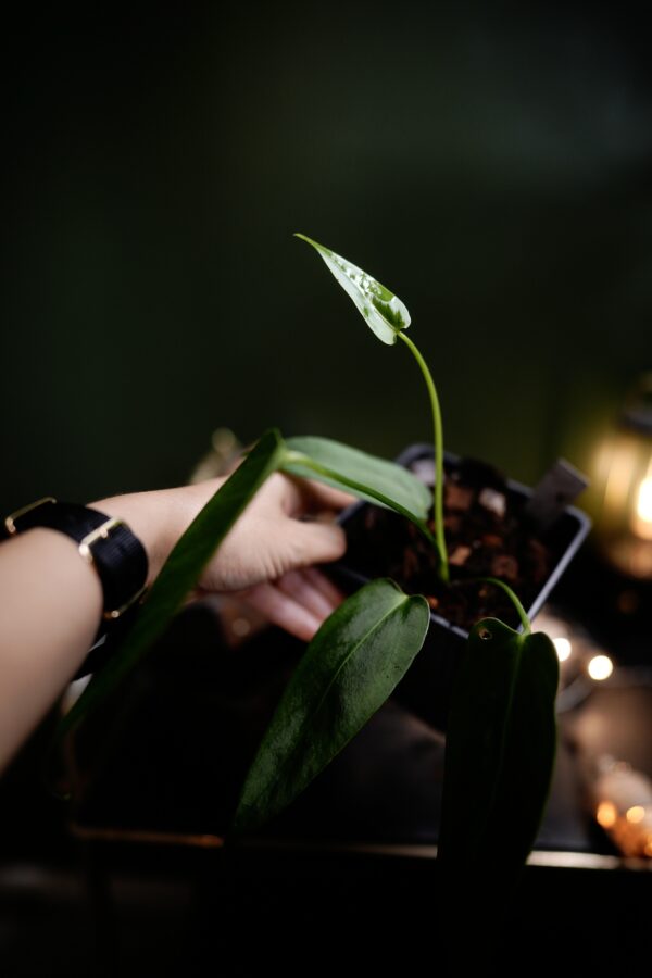 Anthurium Black Besseae Aff x Warocqueanum Esmeralda (Wide Ears) – Image 3