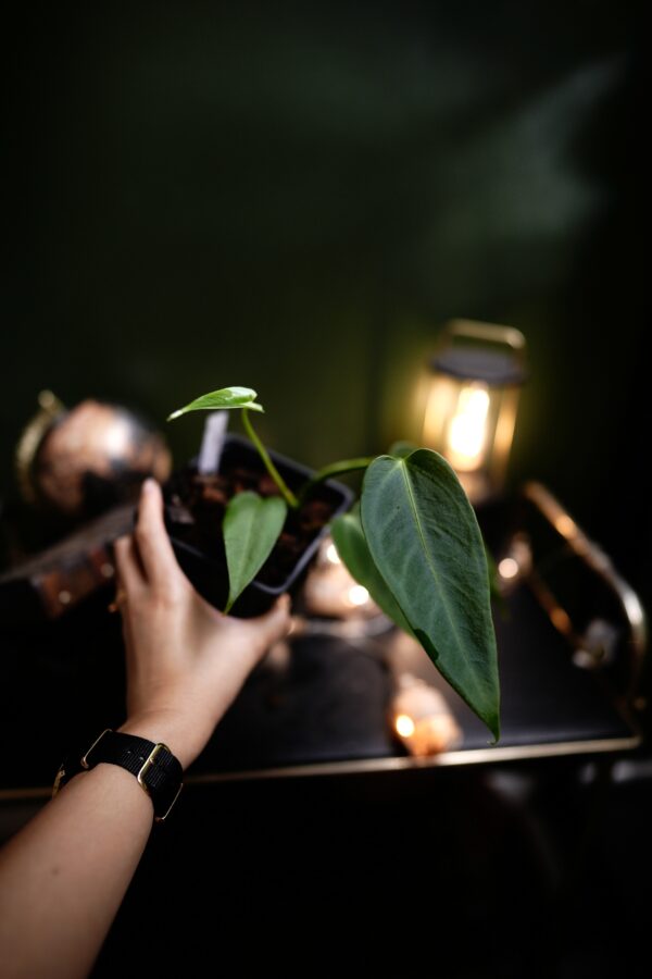 Anthurium Black Besseae Aff x Warocqueanum Esmeralda (Wide Ears)