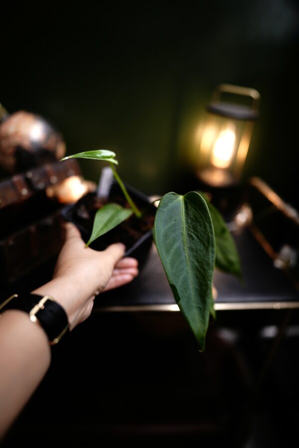 Anthurium Black Besseae Aff x Warocqueanum Esmeralda (Wide Ears) – Image 2