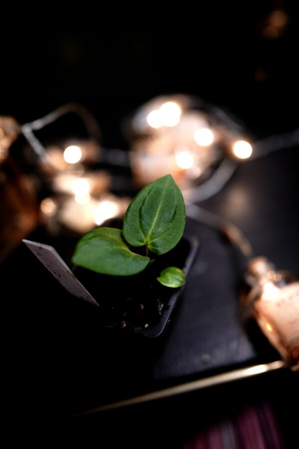 Anthurium Black Besseae Aff x Carlablackiae C1 - Image 4