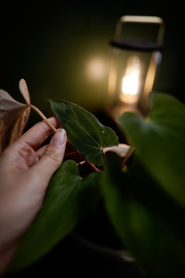 Anthurium Papillilaminum x Windy Dress BVEP – Image 7