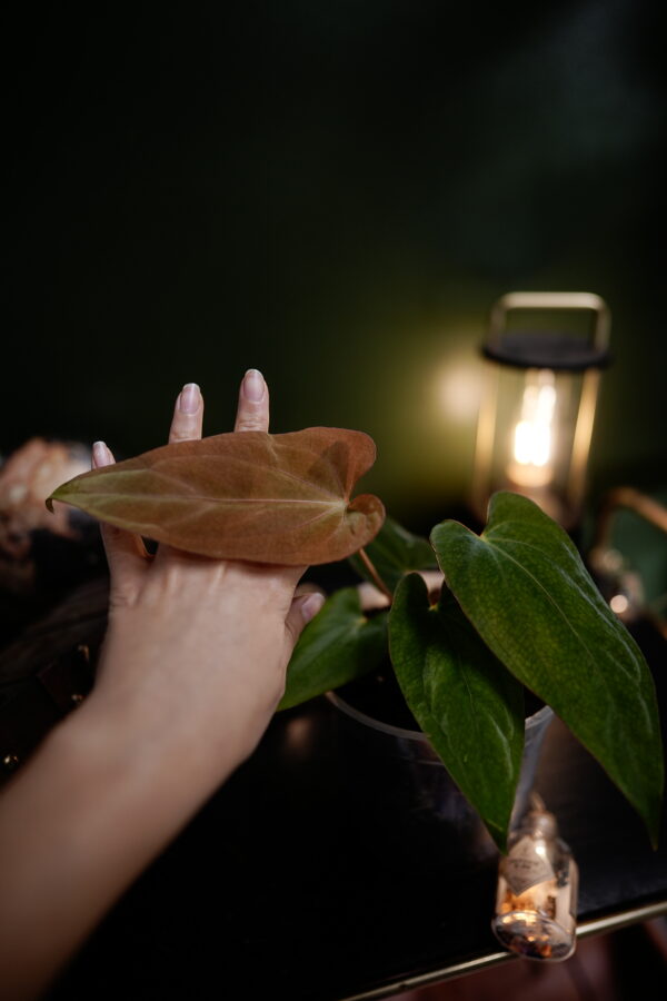 Anthurium Papillilaminum x Windy Dress BVEP – Image 6