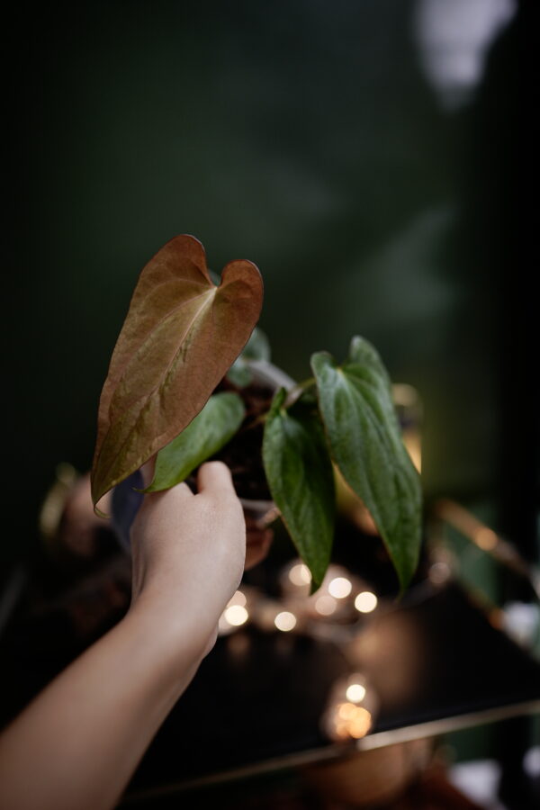 Anthurium Papillilaminum x Windy Dress BVEP – Image 8