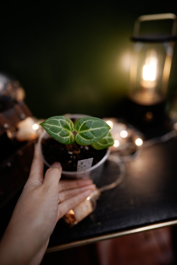 Anthurium Crystalinum Silver x Crystal Mag ( Pink sinus) - Image 2