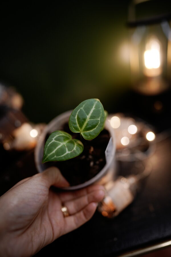 Anthurium Crystalinum Silver x Crystal Mag ( Pink sinus)