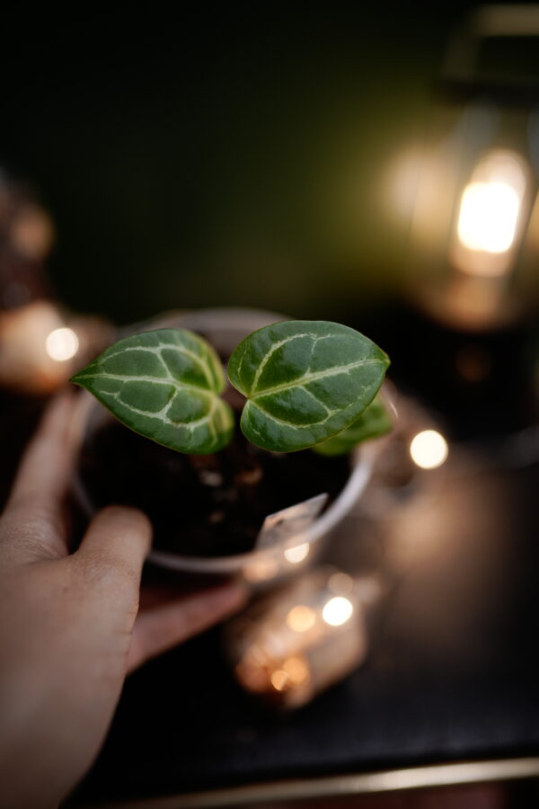 Anthurium Crystalinum Silver x Crystal Mag ( Pink sinus) - Image 4