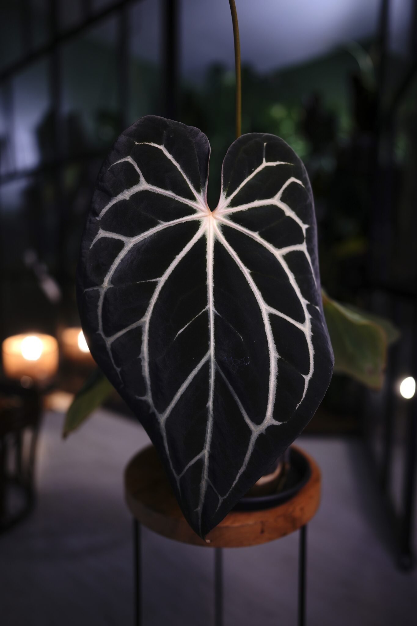 Anthurium Carlablackiae C1