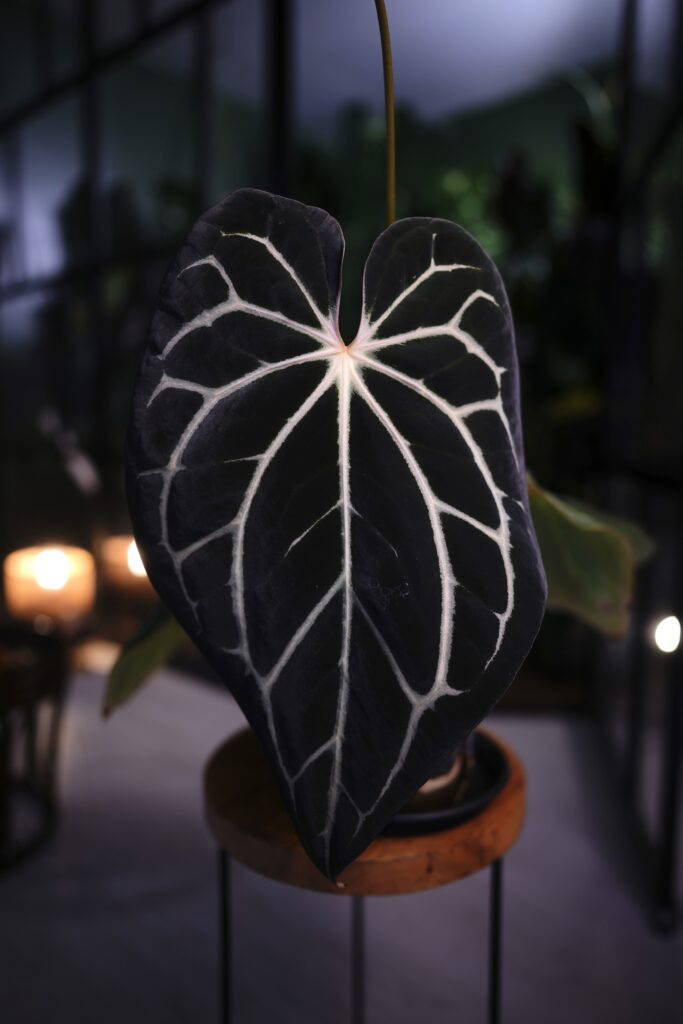 Anthurium Carlablackiae C1