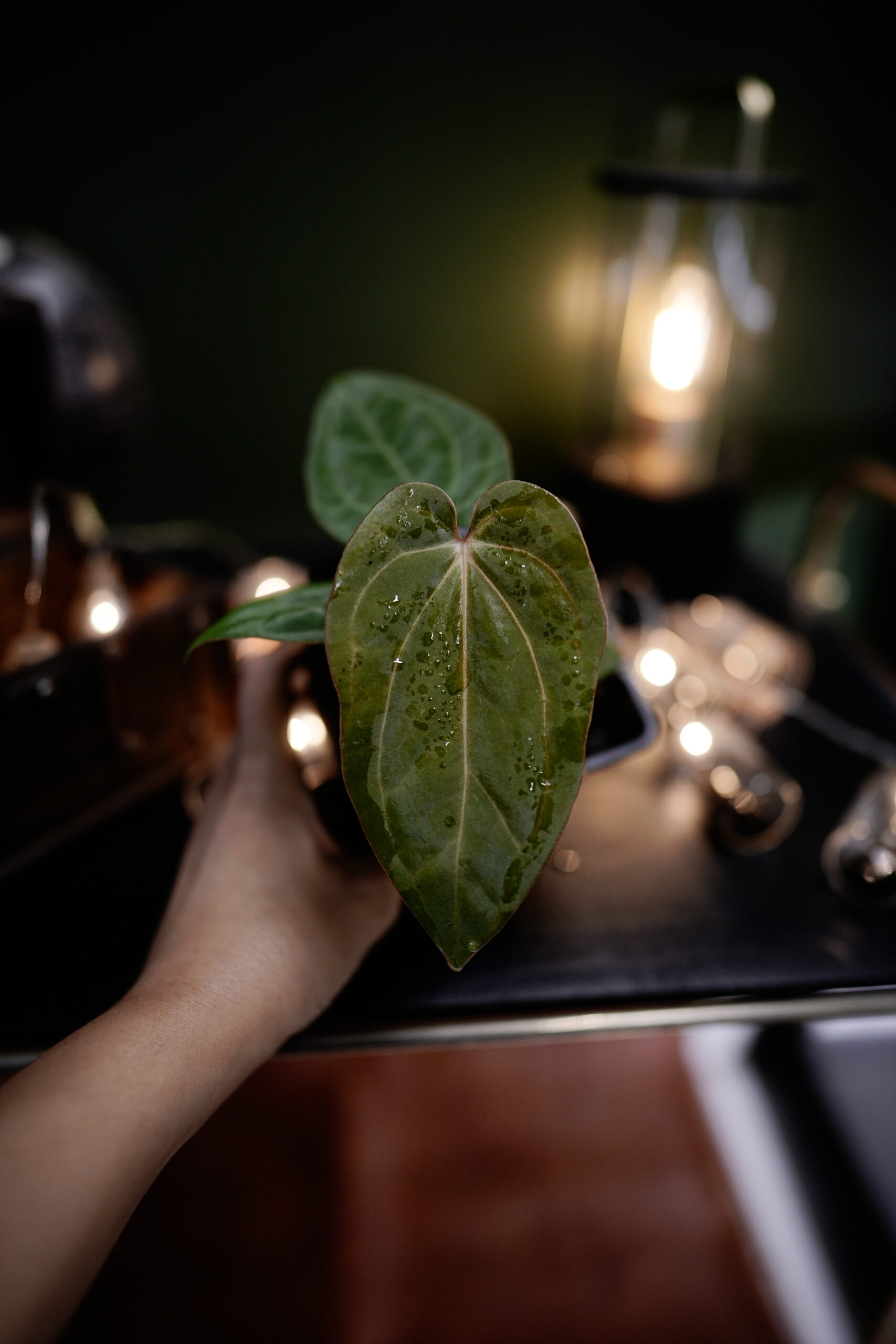 Anthurium RG Dress Carla BVEP X Carlablackiae C1 – Image 6