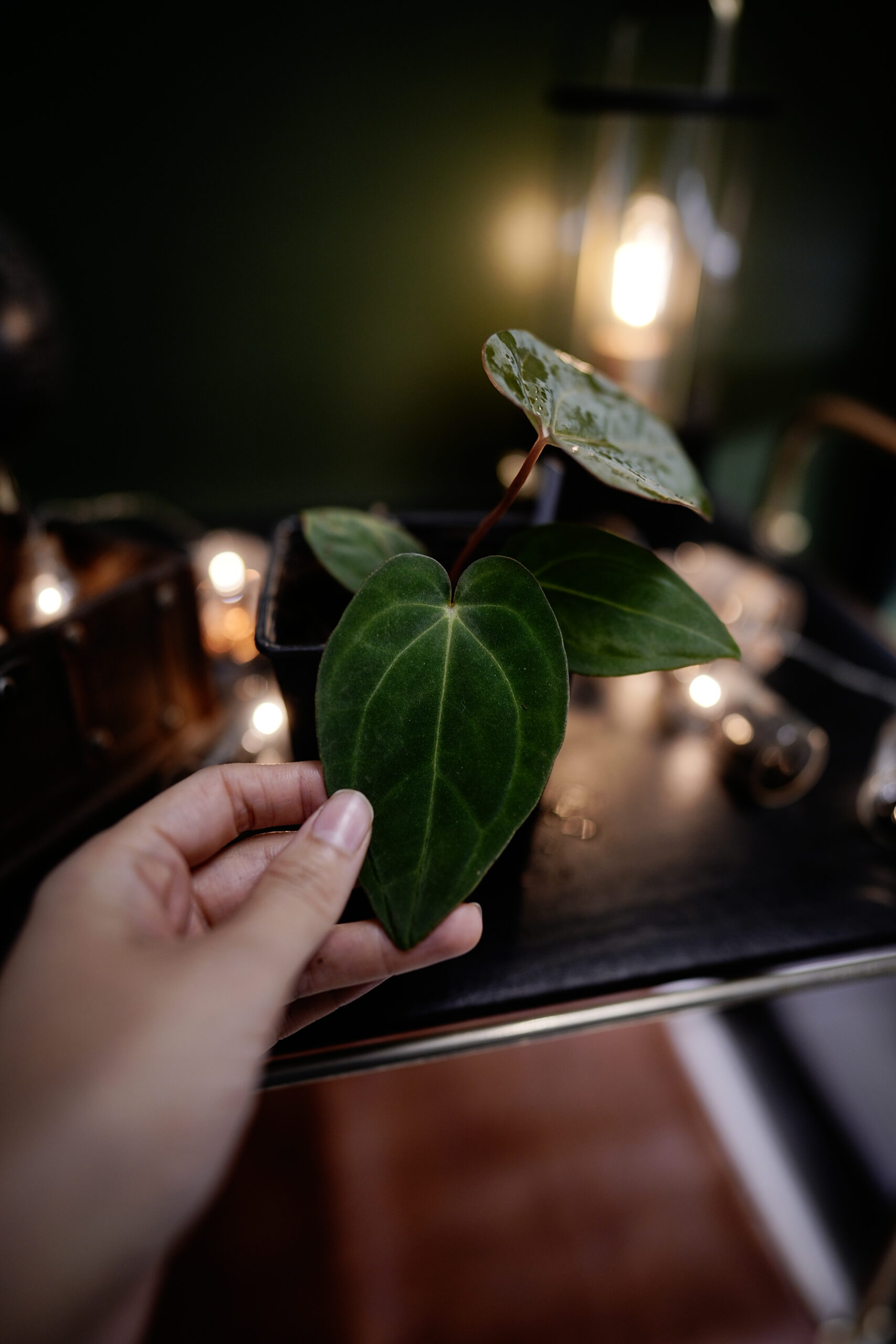 Anthurium RG Dress Carla BVEP X Carlablackiae C1 – Image 7