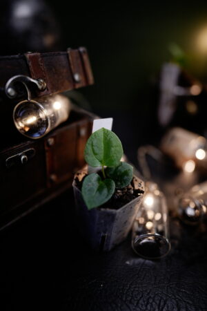 Anthurium RVDP x FS RL