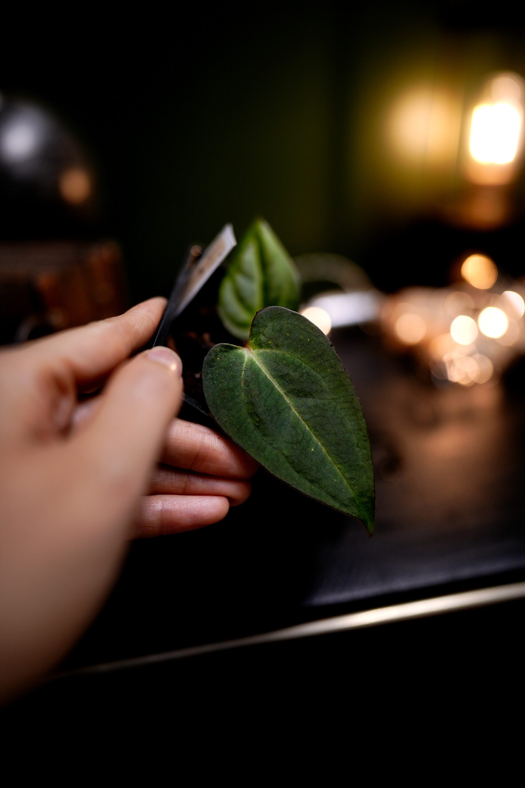 Anthurium Papillilaminum x Carlablackiae C1 - Image 3