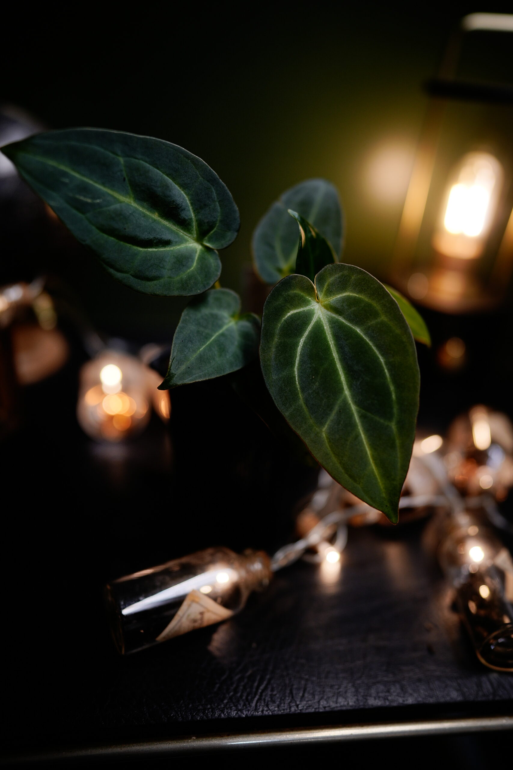 Anthurium Papillilaminum x Carlablackiae C1