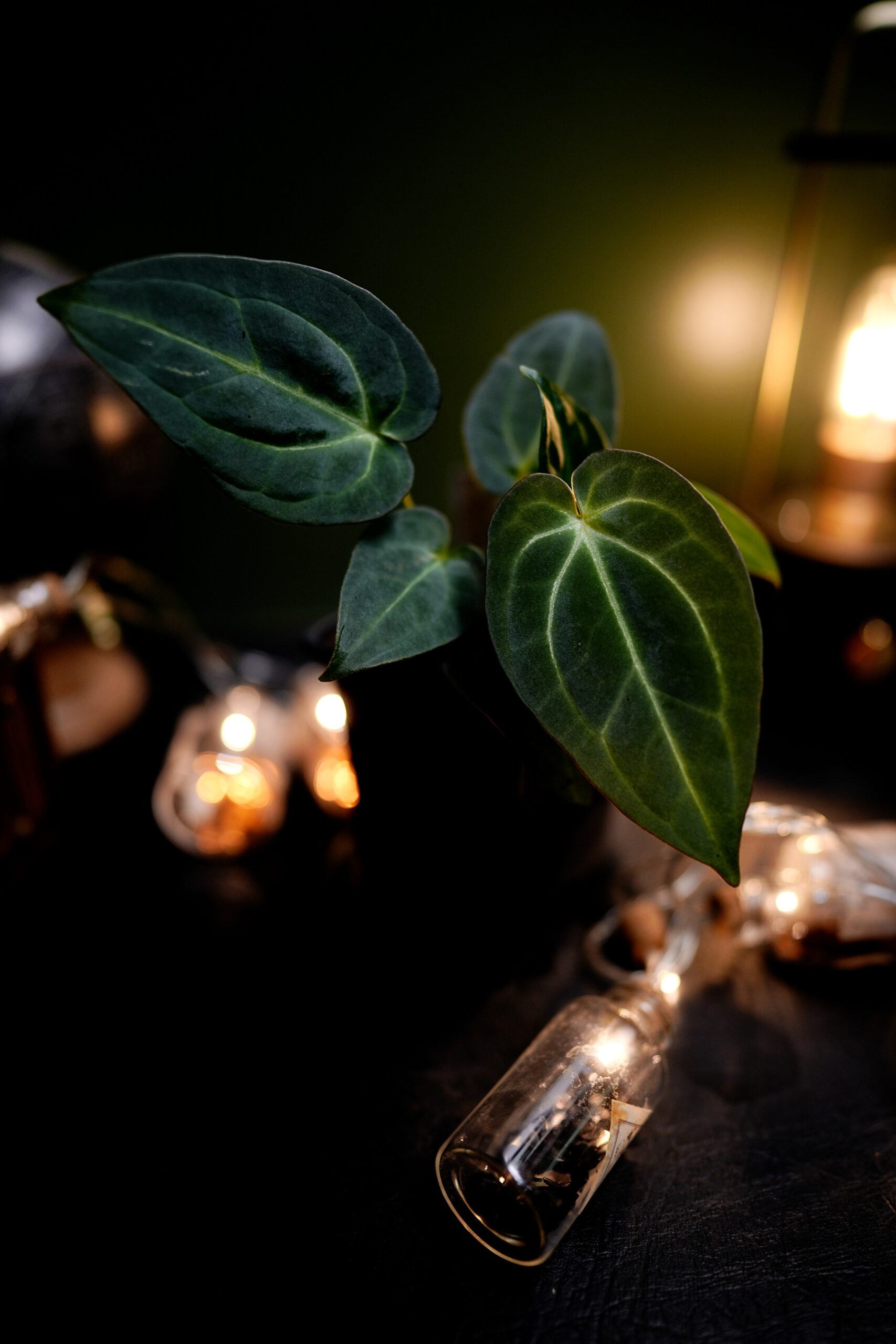 Anthurium Papillilaminum x Carlablackiae C1 - Image 2