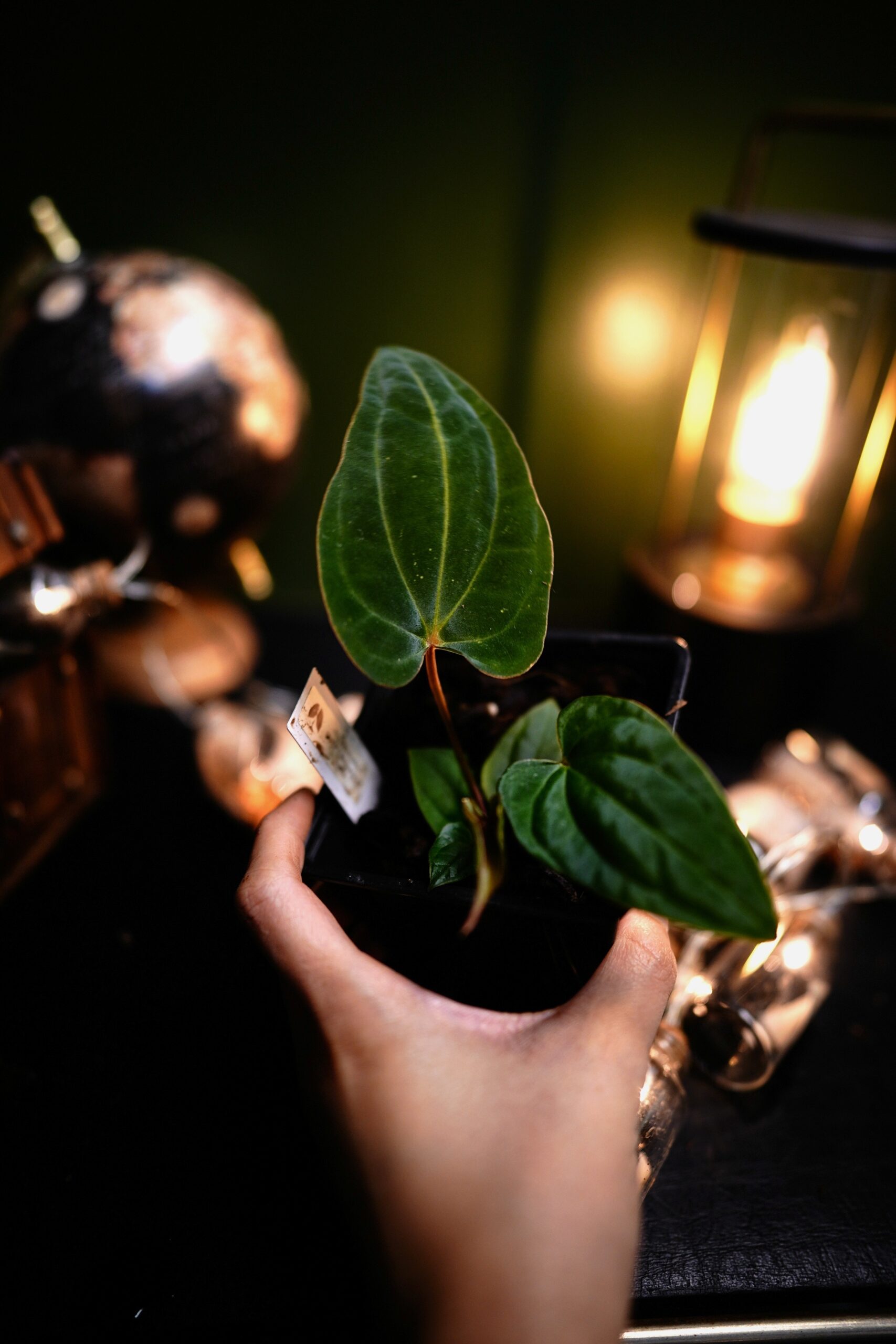 Anthurium RG Dress Carla BVEP x Besseae Aff BVEP – Image 2