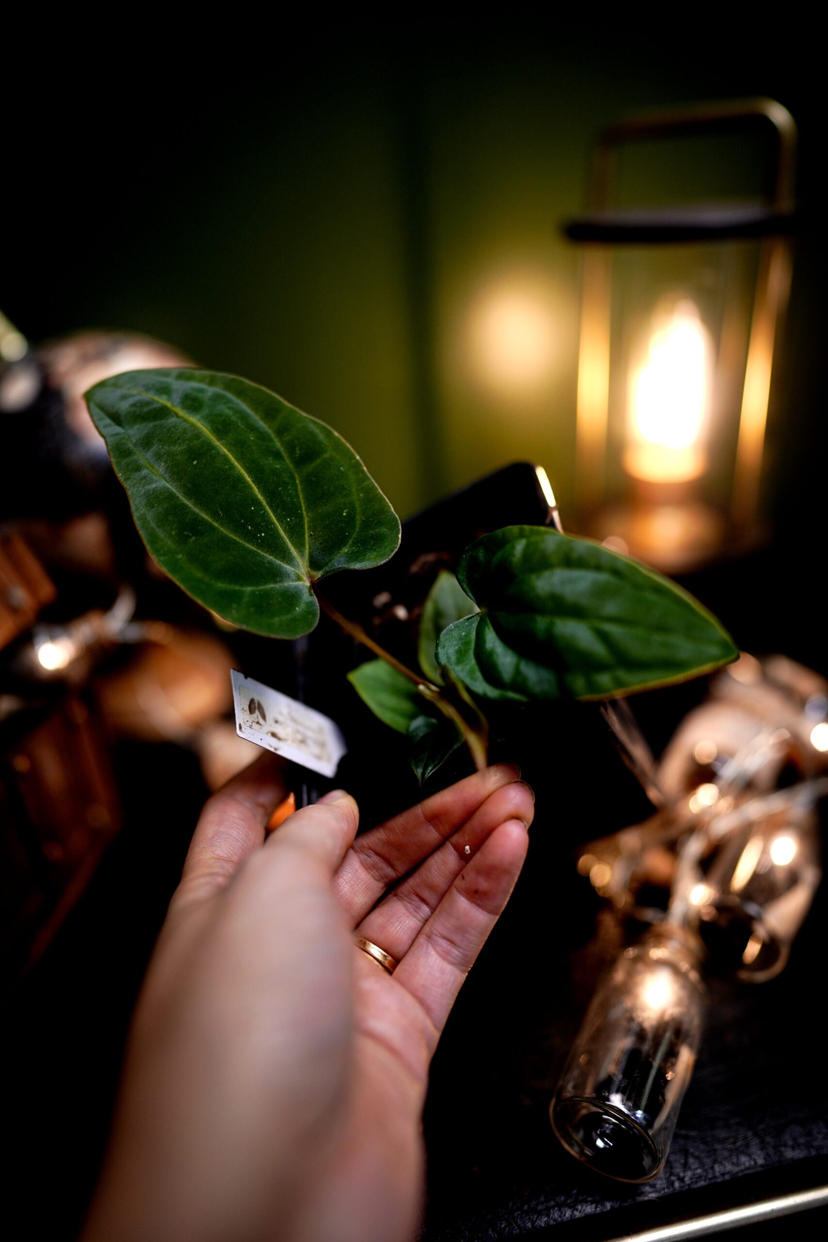 Anthurium RG Dress Carla BVEP x Besseae Aff BVEP – Image 3