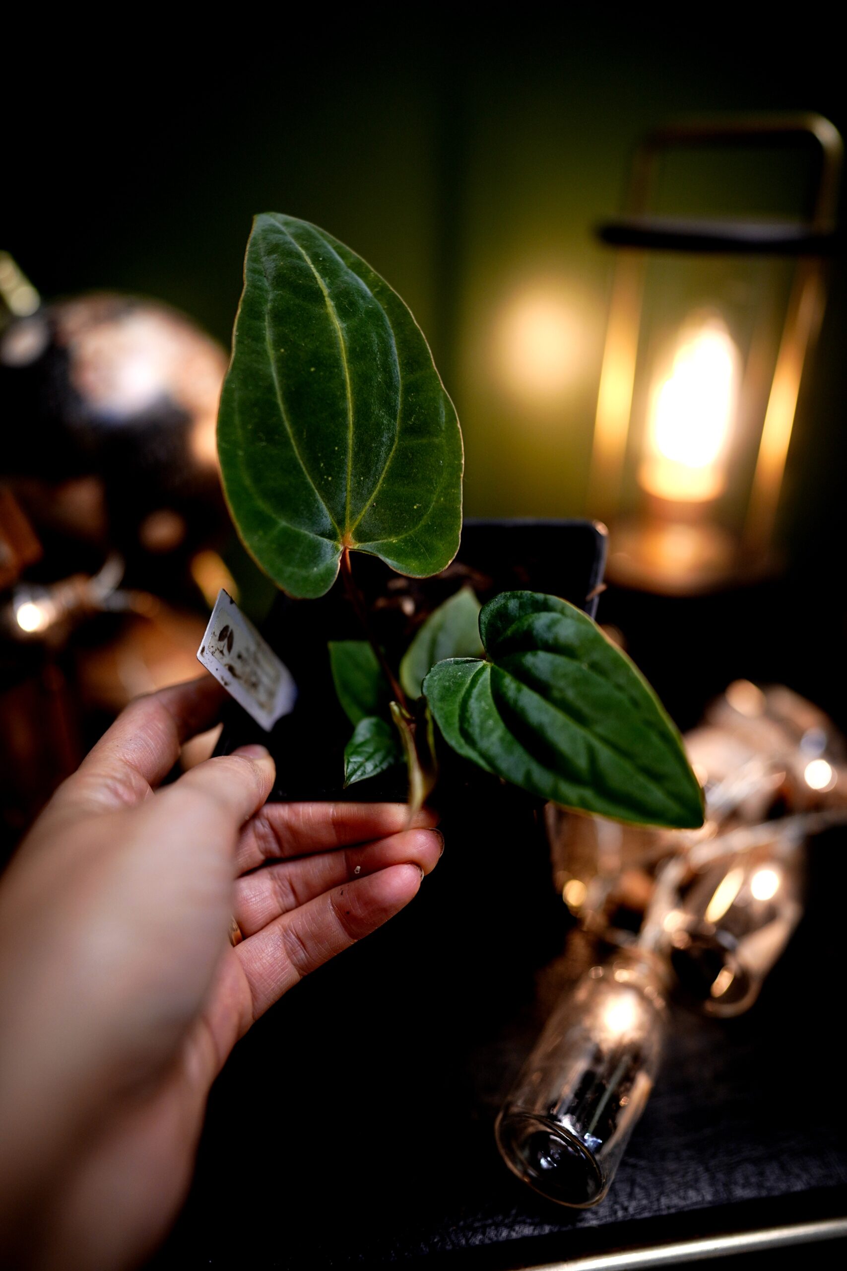 Anthurium RG Dress Carla BVEP x Besseae Aff BVEP