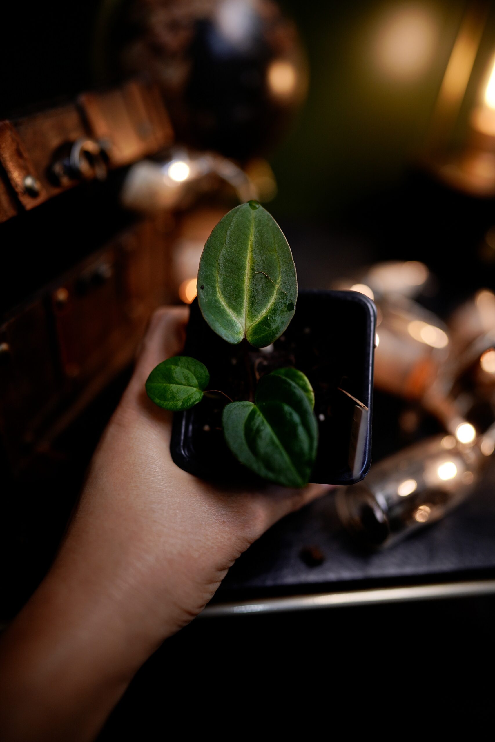 Anthurium Carlablackiae (Mini seedling) – Image 2