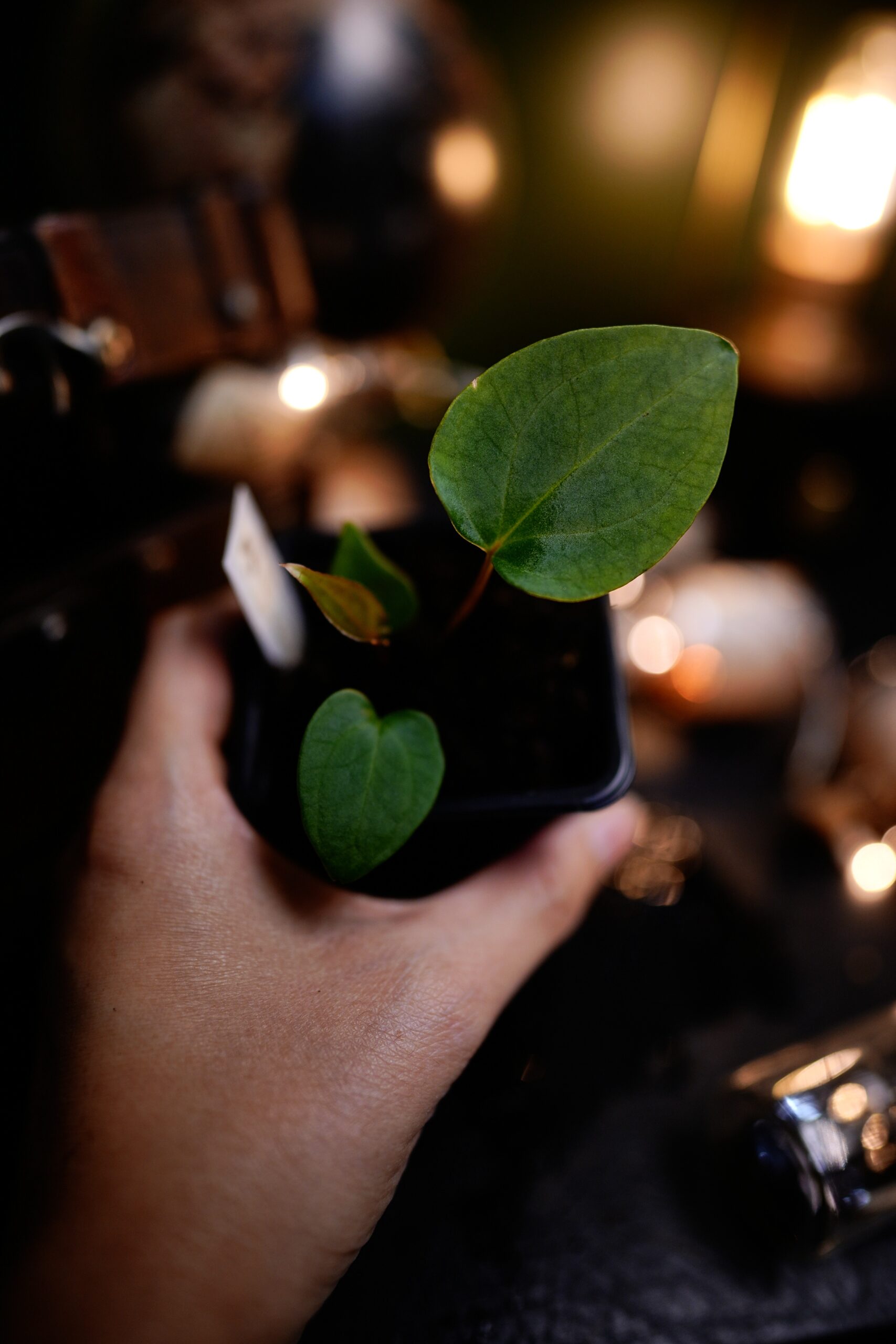 Anthurium Spider Besseae Aff BVEP x Carlablackiae C1 – Image 4