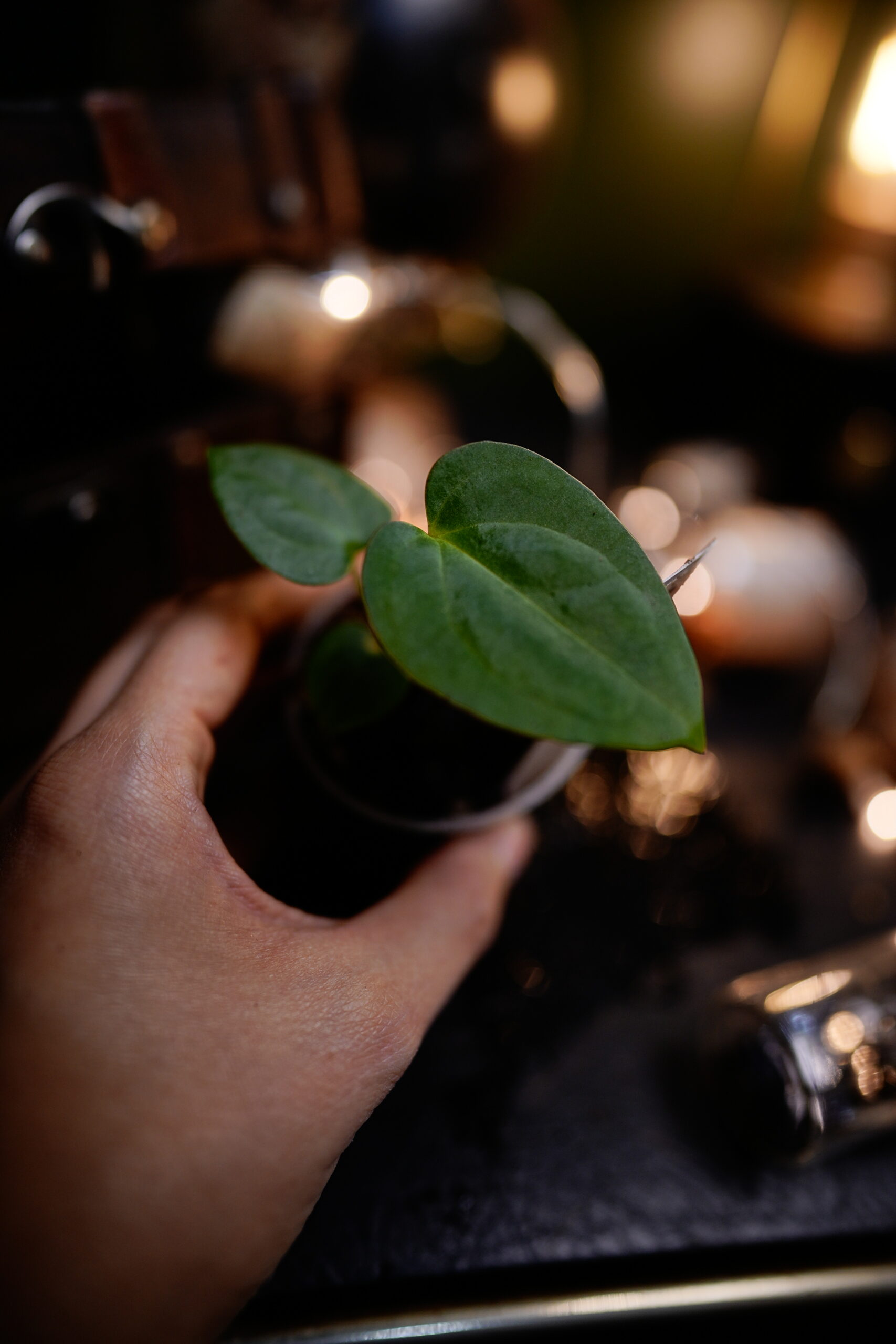 Anthurium Spider Besseae Aff BVEP x Carlablackiae C1 – Image 5