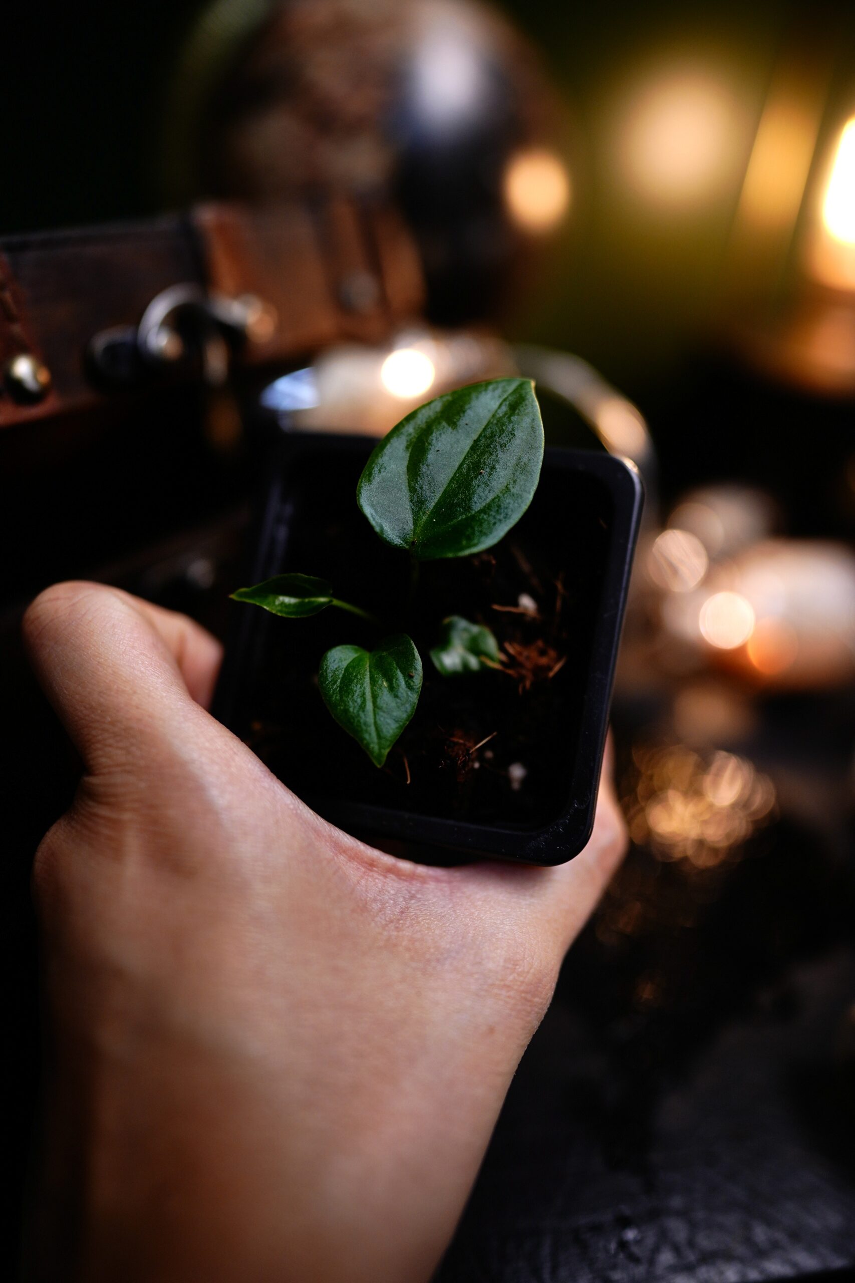 Anthurium Spider Besseae Aff BVEP x Carlablackiae C1 – Image 3