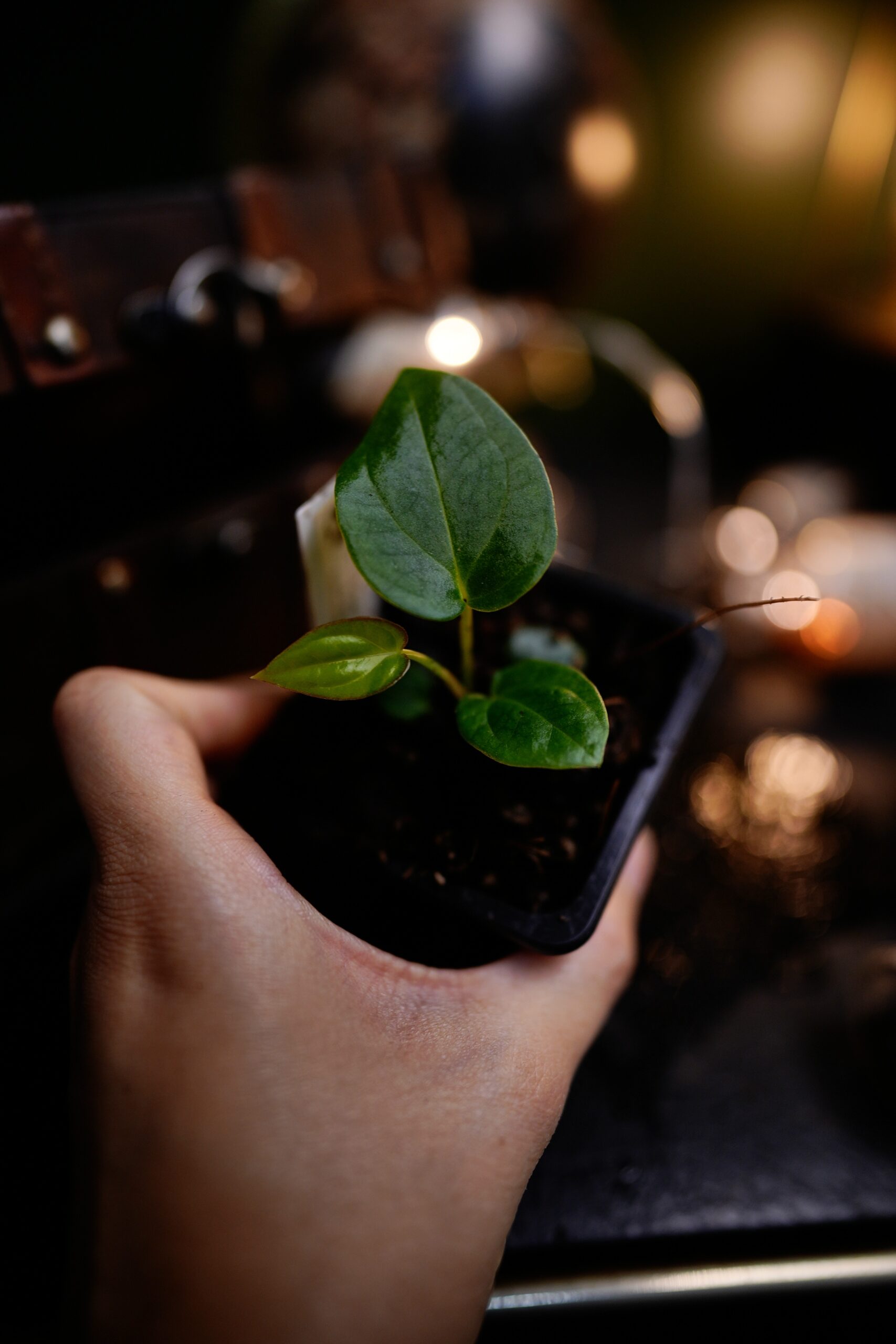 Anthurium Spider Besseae Aff BVEP x Carlablackiae C1