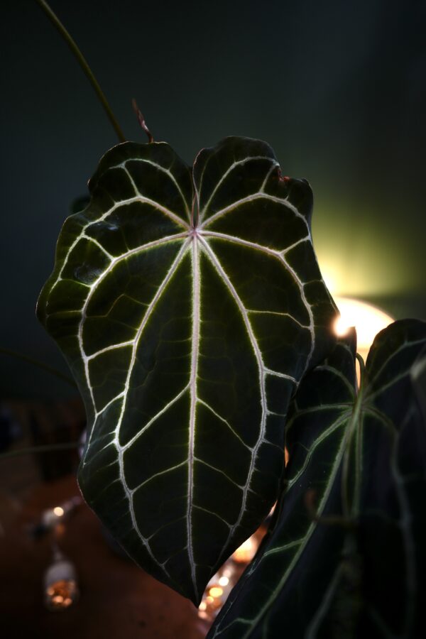 Anthurium Crystalinum Silver x Crystal Mag ( Pink sinus) - Image 6