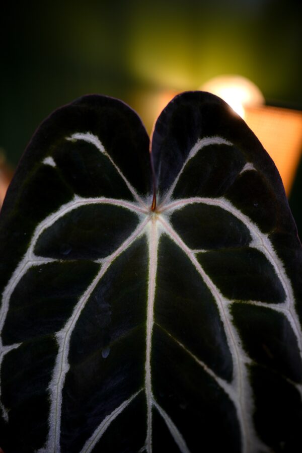 Anthurium Carlablackiae NSE (Clone) – Image 8