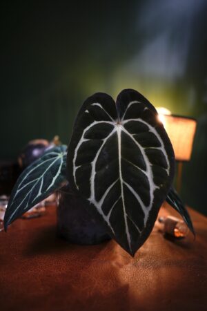 Anthurium Carlablackiae NSE (Clone)