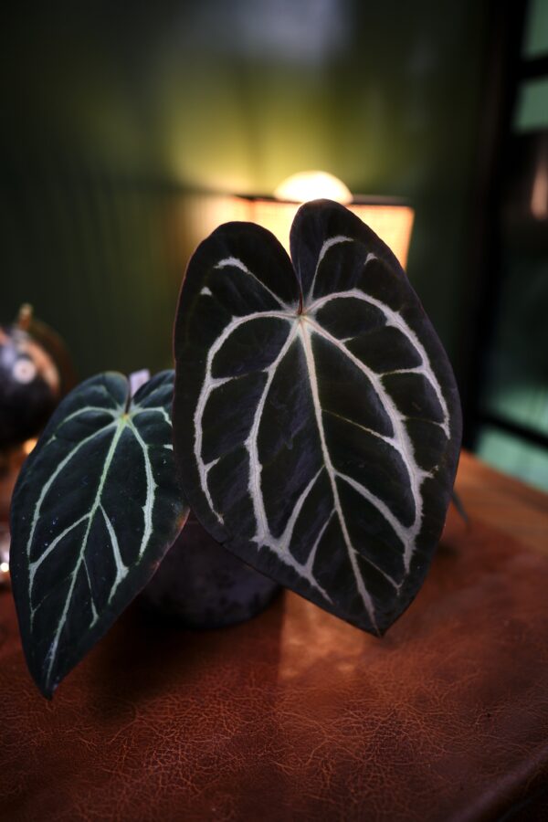 Anthurium Carlablackiae NSE (Clone) – Image 7