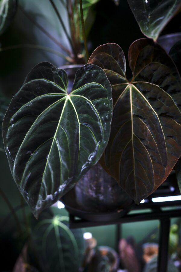 Anthurium RG Dress Carla BVEP x Besseae Aff BVEP - Image 5